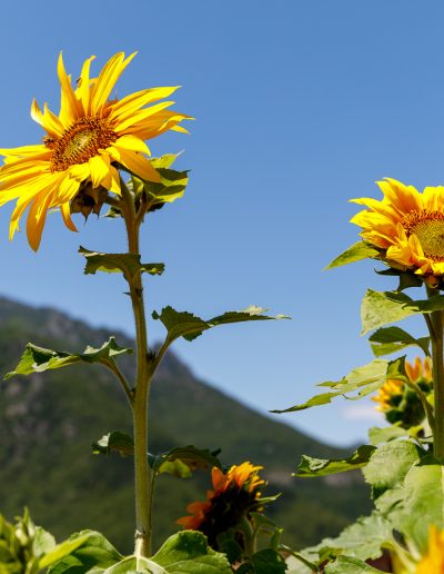 Appartamento e B&B Arvé Castelbianco